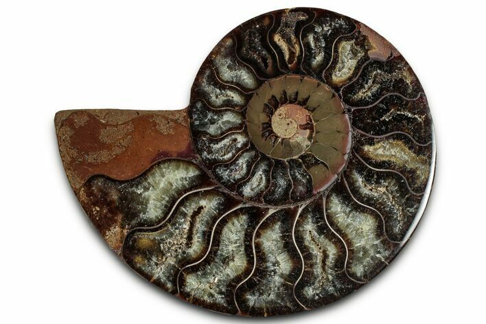 Cut & Polished Ammonite Fossil (Half) - Madagascar #318062